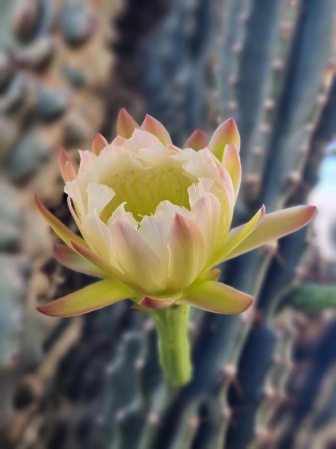 Cactus - Blooming Garden Apartments กาลามาตา ภายนอก รูปภาพ